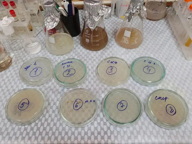 Eight Petri dishes with hand-numbered cultures on a laboratory bench, with culture flasks behind them